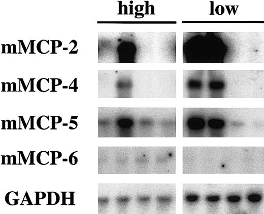 Fig. 5. Expression of genes in CMCs derived from (F1 × B6)– mi/mi mice with high or low numbers of skin mast cells. / CMCs were obtained from 4 (F1 × B6)–mi/mimice with high number of skin mast cells (indicated as high in the figure) and from 4 (F1 × B6)–mi/mi mice with low numbers of skin mast cells (indicated as low). The blot was hybridized with 32P-labeled cDNA probe of mMCP-2, mMCP-4, mMCP-5, mMCP-6, and GAPDH.