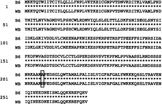 Fig. 7. Comparison of amino acid sequence of KitL between B6 and WB strains. / The altered amino acid (A in B6 and S in WB at aa 207) is boxed.