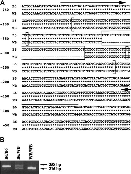Fig. 8. Comparison of nucleotide sequence of intron 6 of KitL gene between B6 and WB strains and usefulness of the deletion observed in the WB strain as a marker. / (A) The sequence of 450 nucleotides of 3′-splice site (−450 to −1) of intron 6. The altered nucleotides and the deleted part in the WB strain are boxed. The deleted nucleotides in WB strain are shown as dashes. The sequence of the primers used in typing of the KitL locus is indicated by arrows. These sequence data are available from GenBank under accession nos. AF516326 and AF516327. (B) Typing of the KitL locus. Using primers encompassing the deletion as a marker (indicated in panel A), the KitL locus was typed as of either B6/B6 or B6/WB. The band obtained from WB-mi/mi mice is also shown (WB/WB).