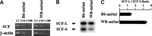 Fig. 9. Expression level of KitL mRNA and KL-1/KL-2 ratio in skin tissues of B6-mi/mi and WB-mi/mimice. / (A) Semiquantitative RT-PCR to compare the expression level of KitL mRNA. RNAs extracted from skin tissues of B6-mi/mi and WB-mi/mi mice were subjected to RT-PCR. (B) RT-PCR Southern analysis to examine KL-1/KL-2 ratio. (C) KL-1/KL-2 ratio. The intensity of the bands for KL-1 and KL-2 mRNAs was quantified by densitometry, and the ratio was calculated. The bars represent the means ± SEs of 3 independent experiments.