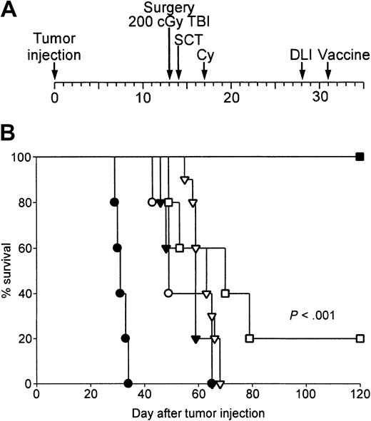 Fig. 1. Successful therapy of metastatic breast cancer with surgery, NST, DLI, and autologous tumor cell vaccines. / (A) Experimental scheme. (B) BALB/c mice received 104 4T1 cells subcutaneously on day 0. The subcutaneous tumor was resected on day 13, prior to NST from syngeneic BALB/c or MHC-compatible B10.D2 donors. NST consisted of 200 cGy TBI on day 13, 10 million donor marrow cells intravenously on day 14, and cyclophosphamide 200 mg/kg intraperitoneally on day 17. Mice receiving B10.D2 marrow then received nothing (○), 20 million B10.D2 splenocytes on day 28 (▾), autologous tumor vaccine on day 31 (▿; 106 irradiated autologous tumor cells mixed with 5 × 105 B78H1/GM-CSF, a GM-CSF–secreting, MHC-negative bystander cell line), or 20 million B10.D2 splenocytes plus vaccine (▪). Mice receiving BALB/c marrow also received 20 million BALB/c splenocytes plus vaccine (■). An additional group of BALB/c mice received 4T1 subcutaneously on day 0 and surgery on day 13 without further therapy (●). Tumor-free survival is plotted as a function of time after subcutaneous tumor inoculation. This experiment has been repeated twice, but without syngeneic NST controls, with similar results.