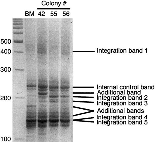 Fig. 2. Linear amplification mediated (LAM)-PCR analysis reveals the presence of 5 vector integration sites in individually picked hematopoietic clones from mouse 7.23. / Multiple integration sites were detected in each of CFU-GM colonies analyzed, demonstrating the ability of lentiviral vectors to transduce multiple copies of the vector into human repopulating cells. Figure shows spredex gel band analysis following LAM-PCR on DNA from bone marrow and individually picked CFU-GM colonies from mouse 7.23. Similar band profiles could be seen in both the total bone marrow and colony analyses. Bone marrow and colony numbers 42, 55, and 56 are shown. All 5 integration bands are labeled, along with the internal control band, which is a byproduct of the reaction. Due to the sensitivity of the LAM-PCR technique, additional bands were occasionally amplified. Sequencing revealed that these additional bands contained identical sequences to the known integration sequences. However, their difference in size compared to the true integration site band was due to DNA fragment ligation prior to amplification, from the linker cassette ligation procedure. (Integration bands containing either an extra linker cassette or an extra linker cassette along with an additional fragment of human genomic DNA were seen.) All true integration bands contain the 116 base pair (bp) of vector sequence upstream of the vector/human genome junction. Bands < 116 bp were demonstrated to be the result of a recombination between the HIV LTR and the linker cassette and found not to contain human genomic DNA. These results conclusively demonstrate the ability of lentiviral vectors to transduce multiple vector copies into human repopulating cells.