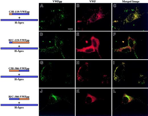 Fig. 1. Intracellular localization of chimeric VWFpp coexpressed in trans with human propeptide-deleted VWF (Δpro). / AtT-20 cells were transiently transfected with human/canine chimeric VWFpp and human propeptide-deleted VWF (Δpro) to explore what region of VWFpp must contain human sequence to regain association and storage of human Δpro. The expressed chimeric VWFpp is depicted at left, with the portion containing canine sequence in orange and the portion containing human sequence in blue. Transfected cells were fixed, permeabilized, dual-stained as described in “Methods,” and examined by confocal microscopy. Panels A, D, G, and J show cells stained for VWFpp (green). Panels B, E, H, and K show cells stained for VWF (red). The merges of VWFpp and VWF staining are shown in panels C, F, I, and L. Colocalization of VWFpp and VWF is shown in yellow. Expression of C/H-119-VWFpp with human Δpro (A-C) resulted in granular storage of both the chimeric VWFpp (A) and human VWF (B), and the 2 proteins were colocalized (C). The converse chimeric VWFpp, H/C-119-VWFpp, did not sort human VWF to storage (D-F). The chimera C/H-386-VWFpp sorted human VWF to storage granules where they colocalized (G-I). The converse construct, H/C-386-VWFpp, did not traffic human VWF to granules (K-L), although the VWFpp was stored (J). These results demonstrate that the chimeric VWFpp proteins retain the necessary signal(s) for sorting to storage granules and can direct human VWF to storage. Bar, 10 μm.