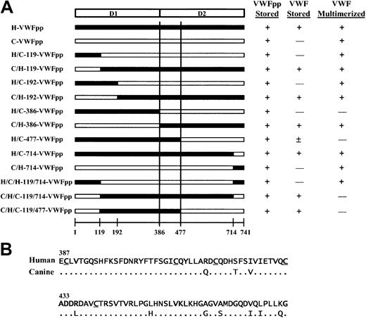 Fig. 2. A narrow region within the D2 domain of VWFpp is important for VWFpp/VWF association and storage. / (A) Schematic representation of chimeric human/canine VWFpp and summary of storage and multimerization data. The domain structure of VWFpp is depicted at the top and chimeric VWFpp's are depicted below. Portions of VWFpp containing human sequence are depicted in black and those containing canine sequence in white. The summarized data are for coexpression of the chimeric VWFpp in trans with human Δpro. The area of overlapping human sequence for those chimeric VWFpp's that sorted human Δpro to storage is shown between the 2 vertical lines; it lies between Glu386 and Lys477 in the D2 domain. (B) Sequence comparison of human and canine VWFpp beginning at the D2 domain. The human sequence is listed on the top line, with differences in canine sequence listed below; conserved amino acids are depicted with periods.