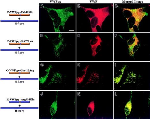 Fig. 3. A single amino acid substitution enables canine VWFpp to store human Δpro VWF. / Canine VWFpp's containing single human amino acid substitutions were coexpressed in trans with human Δpro in AtT-20 cells. Panels A, D, G, and J show cells stained for VWFpp (green). Panels B, E, H, and K show cells stained for VWF (red). The merges of VWFpp and VWF staining are shown in panels C, F, I, and L. Colocalization of VWFpp and VWF produces granules (yellow). In panels A-C, a canine VWFpp with a valine-to-isoleucine substitution at amino acid 425 (C-VWFpp-Val425Ile) coexpressed with human Δpro showed a granular staining pattern for the mutated canine VWFpp (A), but the human VWF was not cotrafficked to storage (B-C). Similarly, a canine VWFpp with an isoleucine-to-leucine substitution at amino acid 473 (C-VWFpp-Ile473Leu) also did not cotraffic human Δpro (E-F), although normal storage of the mutated VWFpp was maintained (D). A single, nonconservative substitution in canine VWFpp at amino acid 416, glutamine to arginine (C-VWFpp-Gln416Arg), resulted in a granular staining pattern for both the mutated VWFpp (G) and human VWF (H). The 2 proteins were colocalized in granules (I). The converse, an arginine-to-glutamine substitution at amino acid 416 in human VWFpp, resulted in a loss of human VWF storage (K-L), with a normal granular staining pattern for the mutated human VWFpp (J). A single amino acid, 416, is important for VWFpp/VWF association and costorage. Bar, 10 μm.