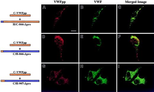 Fig. 4. Intracellular localization of chimeric Δpro VWF coexpressed in trans with canine VWFpp. / AtT-20 cells were transiently cotransfected with canine VWFpp and human/canine chimeric Δpro to determine what portion of VWF must contain canine sequence to restore association and granular sorting of VWF. Panels A, D, and G show cells stained for VWFpp (red). Panels B, E, and H show cells stained for VWF (green). The merges of VWFpp and VWF staining are shown in panels C, F, and I. The chimeric Δpro, H/C-866-Δpro, was coexpressed with canine VWFpp and demonstrated a granular staining pattern for both VWFpp (A) and the chimeric Δpro (B). The 2 proteins were colocalized in granules (C). The converse chimeric Δpro, C/H-866-Δpro, was also coexpressed with canine VWFpp; it demonstrated a granular staining pattern for VWFpp (D) but only a diffuse staining pattern for VWF (E). Canine VWFpp was coexpressed with a third chimeric Δpro, C/H-907-Δpro. Both the canine VWFpp (G) and chimeric Δpro (H) were stored in granules, where they colocalized (I). When the first 143 amino acids of mature VWF contain canine sequence, association with canine VWFpp is restored and results in granular sorting of VWF. Bar, 10 μm.