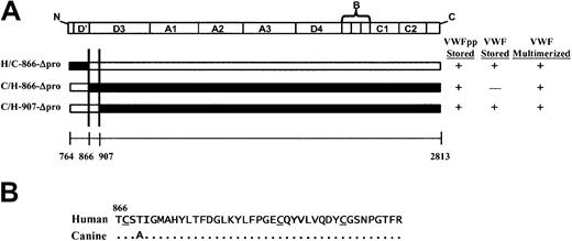 Fig. 5. A small portion of the D3 domain of VWF is crucial for association with VWFpp. / (A) Schematic representation of chimeric human/canine Δpro and summary of storage and multimerization data. The domain structure of Δpro is depicted at the top and chimeric Δpro's are depicted below. Portions of Δpro containing human sequence are depicted in black and those containing canine sequence in white. The summarized data are for coexpression of the chimeric Δpro intrans with canine VWFpp. The area of overlapping canine sequence for those chimeric VWFpp's that sorted to storage with canine VWFpp is shown between the 2 vertical lines; it lies between amino acids 866 and 907 in the D3 domain. (B) Sequence comparison of human and canine Δpro beginning at the D3 domain, amino acid 866. There is only 1 amino acid difference between the human and canine VWFpp sequence in this region.