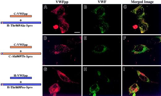 Fig. 6. A single amino acid substitution in human Δpro restores association with canine VWFpp, enabling VWF storage. / In AtT-20 cells, Δpro's containing single amino acid substitutions were coexpressed in trans with canine VWFpp. Transfected cells were examined by confocal microscopy. Panels A, D, and G show cells stained for VWFpp (red). Panels B, E, and H show cells stained for VWF (green). The merges of VWFpp and VWF staining are shown in panels C, F, and I. The substitution of threonine at amino acid 869 to alanine in human Δpro, H-Thr869Ala-Δpro, resulted in a granular staining pattern for both canine VWFpp (A) and the mutated Δpro (B). The 2 proteins were colocalized in granules (C). The converse, an alanine-to-threonine substitution at amino acid 869 in canine Δpro (C-Ala869Thr-Δpro), resulted in a loss of storage of mutated VWF (D-F). Substitution of threonine 869 to proline in human VWF (H-Thr869Pro-Δpro) resulted in a loss of VWF storage (H), with normal granular storage of human VWFpp (G). These results indicate that amino acid 869 in VWF is important for the association with the VWFpp that results in VWF granular storage. Bar, 10 μm.