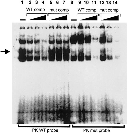 Fig. 6. PKR-RE1 is involved in DNA-protein interaction. / Electrophoretic mobility shift assay was performed with K562 nuclear extract and oligonucleotide probes designed according to the native core binding motif (PKWT; lanes 1-7) and mutated PKR-RE1 (PKmut; lanes 8-14). Absence (−) and increasing amounts of unlabeled wild-type and mutant competitor are indicated. The figure shows 3 distinct DNA-protein complexes upon incubation with labeled PKWT (lane 1). One of these bands (arrow) could be competed off successfully by increasing amounts of excess unlabeled PKWT (lanes 2-4), but remained unaffected by the addition of increasing amounts of excess unlabeled PKmut as a competitor (lanes 5-7). In contrast, this band was absent when lysates were incubated with radiolabeled PKmut (lane 8), whereas the extra band that appeared upon incubation with PKmut could be competed off succesfully by increasing amounts of both unlabeled PKWT and PKmut (lanes 9-11 and 12-14, respectively).