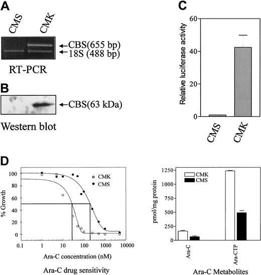 Fig. 1. Analysis of CBS transcripts by RT-PCR, protein levels by Western blot, transient transfections of CBS −1b promoter and ara-C sensitivities/metabolism in clinically relevant AML cell lines. / (A) Results are shown for an RT-PCR analysis of CBStranscripts in the CMK (DS) and CMS (non-DS) AMkL cell lines normalized to 18S RNA transcript levels, demonstrating CBS transcripts in the DS CMK cell line and a lack of transcripts in the non-DS CMS cell line. (B) A Western blot analysis of CBS protein levels in CMS and CMK cells, as described in “Materials and methods.” (C) Data are shown for transient transfections of the CMS and CMK cell lines with the full-length CBS luciferase reporter gene construct (positions −4046 to −3565) demonstrating approximately 40-fold greater promoter activity in the CMK compared with CMS cell line. The data are presented as means ± SE from 3 independent experiments performed in duplicate. (D) In vitro ara-C sensitivities of the CMK and CMS cell lines measured by the percentage growth inhibition of the cell lines incubated for 4 days with ara-C. (Left) Following in vitro incubation of the cell lines with 5 μM 3H-ara-C for 3 hours, the 3H-ara-CTP generation was assessed by high-performance liquid chromatography (HPLC). The metabolites are the mean of 3 independent experiments ± SE (right).