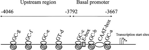 Fig. 2. Schematic representation of the CBS −1b promoter and upstream regions of the promoter from positions −3667 to −4046. / Major transcription factor–binding sites in the CBS −1b basal promoter region from positions −3667 to −3792 (3 GC-boxes, 1 E-box, 1 CAAT-box), and in the upstream regions from positions −3792 to −4046 (3 GC-boxes, 1 GT-box) are represented.
