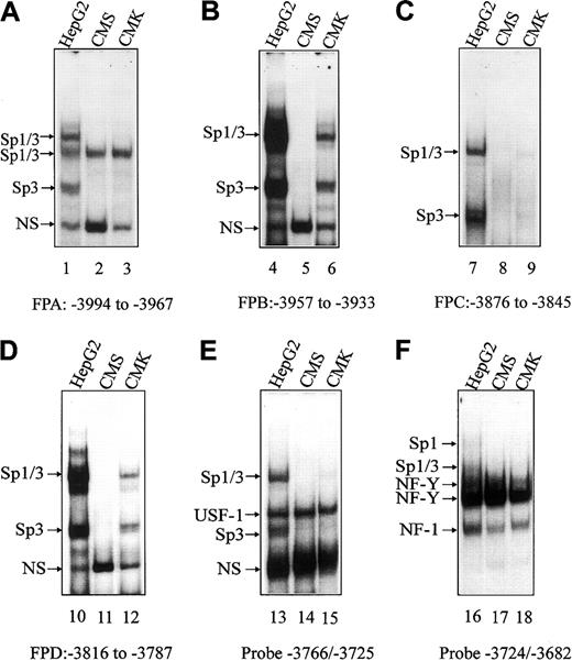 Fig. 3. EMSAs with CMK and CMS nuclear extracts spanning the upstream and basal regions of the CBS −1b promoter. / Gel shift assays were performed with CMK and CMS nuclear extracts and the 32P-labeled FPA, FPB, FPC, FPD oligonucleotide probes (designated A-D, respectively), spanning upstream regions of theCBS promoter (positions −4046 to −3792), andCBS −1b basal promoter probes (−3766/−3725 and −3724/−3682; designated E and F, respectively). Major DNA/protein complexes were previously identified in the HepG2 cell line (control) and are indicated.1617 NS indicates a nonspecific complex.