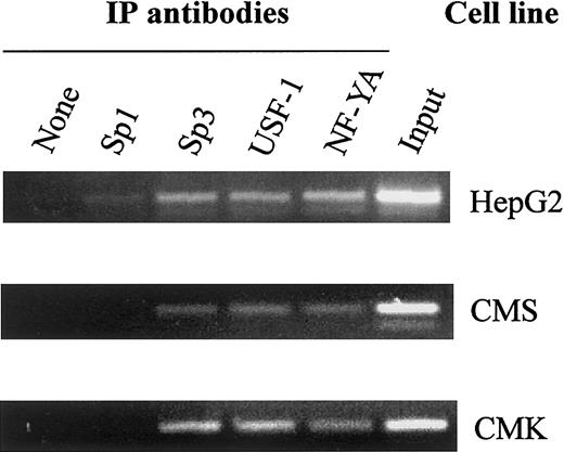 Fig. 4. In vivo binding of Sp1/Sp3, USF-1, and NF-YA to the CBS −1b promoter. / Chromatin extracts of the CMK, CMS, and HepG2 (control) cell lines bound to transcription factor complexes were immunoprecipitated with Sp1, Sp3, USF-1, and NF-YA antisera. PCR amplifications were performed with seminested primers for the CBS −1b promoter region (positions −3921 to −3625), as described in “Materials and methods,” and the amplicons visualized on 2% agarose gels.