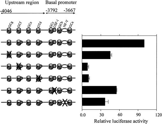 Fig. 5. Functional analysis of mutated regulatory sequences in theCBS −1b basal promoter and upstream regions. / CMK cells were transfected with the wild-type and mutant CBS−1b promoter reporter gene constructs spanning the basal (positions −3792 to −3667) and upstream regions (positions −4046 to −3792) of the CBS −1b promoter, as described in “Materials and methods.” The oligonucleotides used for preparing the mutant CBS −1b promoter GC-g, GC-f, GT-d, USF-1, and NF-Y constructs were previously described.1617 Luciferase activities of the mutant constructs were normalized toRenilla luciferase activities and compared with that of the −4046/−3565 wild-type construct. Data are presented as the means ± SE from 3 independent experiments performed in duplicate.