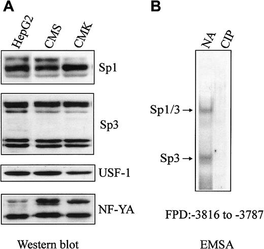 Fig. 6. Sp1, Sp3, USF-1, and NF-YA levels in CMK and CMS nuclear extracts and the role of Sp1/Sp3 phosphorylation of in vitro binding to the CBS −1b promoter. / (A) Fifty micrograms of nuclear extract proteins from CMS, CMK, and HepG2 (control) cells were fractionated on 7.5% (Sp1, Sp3) or 12% (USF1, NF-YA) polyacrylamide gels with SDS and electroblotted onto PVDF membranes. Immunoreactive Sp1, Sp3, USF-1, and NF-YA proteins were detected with Sp1, Sp3, USF-1, and NF-YA antibodies and Lumi-Light Western blotting substrate. Comparable protein levels of the transcription factors were found for both the CMK and CMS cells. (B) Nuclear extracts from CMK cells were pretreated with calf intestinal alkaline phosphatase (CIP), 32P-labeled FPD probe was added, and following incubation on ice for 30 minutes, the DNA protein complexes were electrophoresed, as described in “Materials and methods.” Ten micrograms of the treated nuclear extracts were used for the gel shift assays. Decreased binding of Sp1/Sp3 to the32P-labeled FPD probe was observed following CIP treatment. NA indicates no addition.