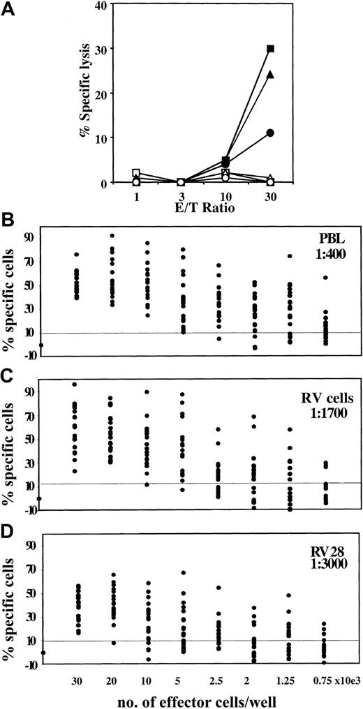Fig. 7. Frequency of allospecific CTL precursors is affected by the culture time-span. / (A) MLR of PBLs (squares), standard 14-day cultured RV cells (triangles), and 28-day cultured RV cells (circles; RV 28) against fully mismatched PBMCs was performed. After 1 round of in vitro stimulation, effector cells were tested against the same allogeneic target (closed symbols) and autologous PHA-derived lymphocytes (open symbols) in a standard cytotoxicity assay, performed in cold inhibition. The frequency of CD8+ T-cell precursors elicited in PBLs (B), RV cells (C), and RV 28 cells (D) with 1 round of stimulation with fully mismatched PBMCs was measured by stimulating the effectors in limiting dilution numbers and by performing a cytotoxic assay. Regression curves were interpolated, and precursor frequencies were determined according to Poisson statistics. Precursor frequencies are shown.