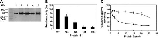 Fig. 1. Expression of PS variants with EGF domains deleted or replaced and their ability to enhance APC-catalyzed factor Va inactivation. / (A) Western blotting of wtPS and variant PS expressed in CHO cells. SDS-PAGE of about 50 ng rPS under nonreducing conditions and immmunoblotting with an anti-PS polyclonal antibody was performed as described in Rezende et al.15 Molecular weight markers are shown in kilodaltons on the left. Lane 1, wild-type; lane 2, variant 123; lane 3, variant 124; lane 4, variant 134; lane 5, variant 1334. The assay described in panels B and C uses the reduction in thrombin generation measured using a chromogenic substrate to assess the enhancement by PS of APC-catalyzed factor Va inactivation.1425 (B) The results of the initial screening of the PS variants for their ability to enhance APC-catalyzed factor Va inactivation are shown. Although each variant and the wtPS were tested at several different concentrations, the results are presented for 10 nM PS. Results (means of 3 experiments ± SEM) are expressed as a percentage of wtPS (100%). We previously showed15 that recombinant wtPS has a similar specific activity to a commercial purified human PS preparation and for both, half-maximal inhibition of thrombin generation was reached at a PS concentration of about 1 nM. Identical results were obtained for purified, semipurified, and unpurified wtPS-containing medium. (C) The ability of the variant 134 (▪) to enhance APC-catalyzed inactivation of factor Va in comparison to wtPS (♦). The results are presented for the full range of tested PS concentrations (0, 1.25, 2.5, 5, 10, 15, 20, and 25 nM) and expressed relative to the remaining activity of factor Va measured in the absence of PS (100%) as a mean of 3 experiments ± SEM for each PS concentration. In some cases the SEM cannot be seen due to its small size. There were insufficient amounts of the other variants to perform this analysis at all concentrations.