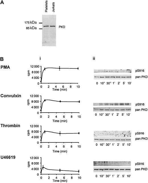 Fig. 1. PKD is expressed in human platelets and is activated by PMA, convulxin, thrombin, and U46619. / Washed platelets were treated with indomethacin (10 μM) and apyrase (2 U/mL), with the exception of those activated by U46619, which were treated with apyrase alone. (A) Whole cell lysates from platelets (12.5 × 106 cells) and Jurkat T cells (12.5 × 105 cells) were subjected to SDS-PAGE, transferred to PVDF membrane, immunoblotted with PA-1 antiserum, and visualized by chemiluminescence. Similar results were obtained using 2 other anti-PKD antibodies, sc639 and sc937 (data not shown). One experiment representative of 3 is shown. (B) Time courses of PKD activation were obtained using PMA (30 nM), convulxin (12 nM), thrombin (0.1 U/mL), and U46619 (3 μM). (i) Platelets were lysed and immunoprecipitated with the sc937 antiserum and PKD activity was determined by an in vitro kinase assay using peptide syntide-2 as substrate. Results are shown as the mean ± SEM and are representative of 3 independent experiments, each in duplicate. (ii) Lysates were analyzed by SDS-PAGE and Western blotting with the pS916 antibody, and the Western blots were reprobed with a pan–C-terminal PKD antibody (pan sc639). One experiment representative of 3 independent experiments is shown.