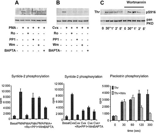 Fig. 4. Signaling components involved in PKD activation. / Washed human platelets (1 × 109/mL) were pretreated with 1 μM Ro 31-8220 (Ro), 10 μM PP1, 100 nM wortmannin (Wm), and 20 μM BAPTA-am (BAPTA), prior to activation with 30 nM PMA (panel A) or 12 nM convulxin (Cvx; panel B), for 1 minute at 37°C. Samples from whole cell lysates were analyzed by Western blotting using pS916 following lysis of the cells with 2 × sample buffer. Results are representative of the mean ± SEM of 3 experiments. The remaining cells were lysed and immunoprecipitated using the pan sc937 antibody. PKD activity immunoprecipitated from whole cell lysates was measured by in vitro kinase assay using syntide-2 as substrate. Results shown are the mean ± SEM of 3 independent experiments with duplicate samples from each. (C) Platelets were lysed and analyzed by SDS-PAGE and Western blotting with the pS916 antibody and the Western blots were reprobed with a pan–C-terminal PKD antibody (pan sc639). One experiment representative of 3 independent experiments is shown. Platelets were labeled with 32P-orthophosphate for 1 hour prior to stimulation with 0.1 U/mL thrombin (Thr) or 0.1 U/mL thrombin preincubated with 100 nM wortmannin (Wm). At various time intervals samples were removed to determine the degree of pleckstrin phosphorylation, as described in “Materials and methods.” Results are shown as the mean ± SEM of 3 independent experiments.