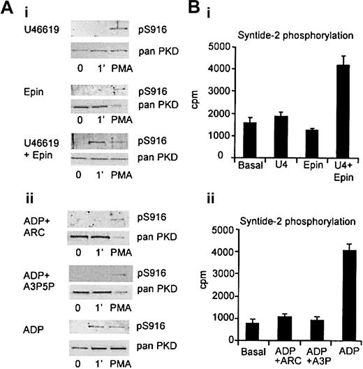 Fig. 5. Synergy between Gq- and Gi-coupled receptors to activate PKD. / (A) Washed platelets were resuspended to a concentration of 1 × 109/mL. Those activated with ADP or ADP receptor antagonists were treated with the cyclooxygenase (COX) inhibitor indomethacin (10 μM) and those stimulated with U46619 or epinephrine were treated with the ADP scavenging enzyme apyrase (2 U/mL). Platelets were stimulated with threshold concentrations of (i) U46619 (0.1 μM), epinephrine (10 μM), and both agonists together, or maximum concentrations of (ii) ADP (20 μM)+ 1 μM AR-C67085 (ARC), ADP (20 μM)+ 1 mM A3P5P (A3P) and ADP (20 μM) alone for 1 minute. Western blot analysis was performed using pS916 following lysis of cells with 2 × sample buffer. Lysates from cells stimulated for 1 minute with 30 nM PMA were used as a positive control. Results show the mean ± SEM of results from 3 different donors. (B) Platelets were lysed and PKD activity was assayed by in vitro kinase assay (as described in “Materials and methods”). Results are the mean ± SEM of 3 separate experiments, and each sample was in duplicate.