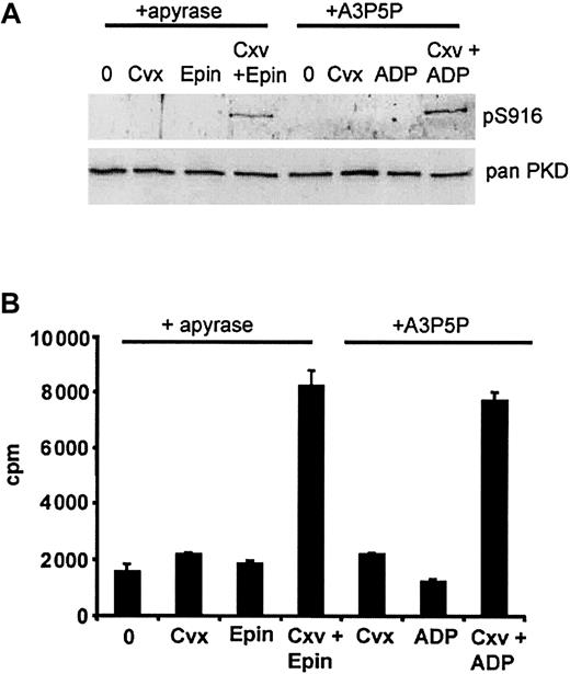 Fig. 6. Synergy between GPVI and Gi leading to PKD activation. / Indomethacin (10 μM)–treated platelets were resuspended to a density of 1 × 109/mL. These were then split into 2, and half were pretreated with apyrase (2 U/mL). (A) Platelets minus apyrase were then stimulated with threshold concentrations of convulxin (cvx; 2 nM) or ADP (1 μM) in the presence of the P2Y1 receptor antagonist (1 mM A3P5P) and the agonist combination. Similarly, platelets treated with apyrase were activated by threshold concentrations of convulxin (Cvx; 2 nM) or epinephrine (Epin; 10 μM) and both together. Aliquots were removed from each sample after 1 minute and subjected to Western blot analysis using pS916 antisera to determine PKD activity. One experiment representative of 3 is shown. (B) In parallel, PKD was immunoprecipitated from the remaining sample for an in vitro kinase assay to observe syntide-2 phosphorylation. Results are the mean ± SEM of 3 independent experiments, carried out in duplicate.
