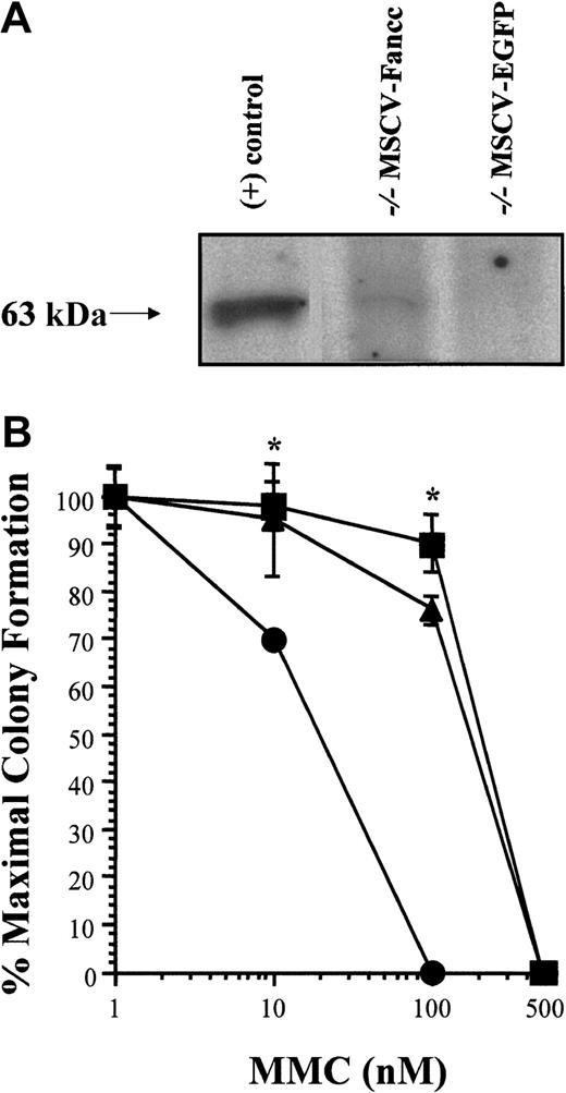 Fig. 1. Fancc expression and mitomycin C sensitivity of BM cells from long-term reconstituted mice. / (A) Fancc Western. Whole cell lysates were extracted from the BM of long-term reconstituted mice transplanted withFancc−/− cells transduced with either MSCV-Fancc (lane 2) or MSCV-EGFP (lane 3).Fancc−/− murine embryonic fibroblasts transduced with MSCV-Fancc were used as a positive (+) control (lane 1). One of 4 representative blots is shown. (B) MMC progenitor assay. Six months following transplantation, BM cells were harvested from mice transplanted with either Fancc−/− cells transduced with MSCV-Fancc (▪),Fancc−/− cells transduced with a reporter gene only (●), or wild-type cells transduced with a reporter gene only (▴). BM cells were cultured in methylcellulose progenitor assays at 5 × 104 cells/mL with increasing concentrations of MMC. Each condition was plated in triplicate and scored on day 7 of culture. The percent maximal colony formation was determined by dividing the number of colonies scored at each MMC concentration by untreated control cultures. Error bars represent standard error of the means (SEM), Student t test *P ≤ .001.
