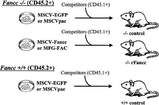 Fig. 2. Schematic of gene therapy competitive repopulation experiments. / Donor BM cells from Fancc−/−mice were transduced with either a retrovirus containing a reporter gene (MSCV-EGFP or MSCVpac) or a retrovirus encoding rFancc (MSCV-Fancc or MFG-FAC). WT donor cells were transduced with a retrovirus containing a reporter gene only (MSCV-EGFP or MSCVpac). Each respective donor cell population was cotransplanted into 5-8 lethally irradiated recipient mice with competitor cells from B6.BoyJ mice that were genetically identical to C57Bl/6J mice with the exception of distinct CD45 isoantigen expression.