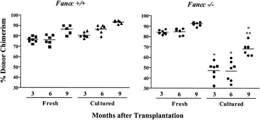 Fig. 4. Ex vivo culture of Fancc−/−cells compromises repopulating ability. / Peripheral blood donor chimerism was determined by fluorescence cytometry 3, 6, and 9 months following transplantation. Individual data points represent donor chimerism of single mice transplanted with either WT or Fancc−/− donor cells that were freshly isolated or cultured for 4 days in hIL-6 and mSCF, identical to the culture conditions used to maintain donor cells in the gene transfer competitive repopulation experiments. Repopulating ability ofFancc−/− cells after ex vivo culture was significantly lower than the repopulating ability of freshly isolatedFancc−/− cells at all timepoints evaluated (Student t test *P < .0006). Donor chimerism of mice transplanted with ex vivo culturedFancc−/− cells increased significantly from 6 to 9 months after transplantation (Student t test **P < .001).