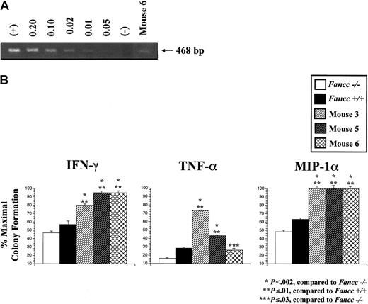 Fig. 5. Mice transplanted with either −/− control cells or a low frequency of −/− rFancc cells had progenitors that were resistant to multiple inhibitory cytokines. / (A) Semiquantitative PCR. HEL cells with a single provirus copy were used as the standard DNA for dilution, and untransduced HEL cells were used as the negative control. DNA extracted from the peripheral blood of mouse 6 was amplified with primers specific for proviral DNA. Approximately 1%-2% of peripheral blood cells from mouse 6 contained proviral DNA. (B) Inhibitory cytokine progenitor assay. Sorted CD45.2+ cells from mice 3, 5, and 6 were cultured in methylcellulose progenitor assays at 5 × 104 cells/mL with either IFN-γ (10 ng/mL), TNF-α (10 ng/mL), or MIP-1α (50 ng/mL). Each condition was plated in triplicate and scored on day 7 of culture. The percent maximal colony formation was determined by dividing the number of colonies scored with each inhibitory cytokine by untreated control cultures. Low-density cells fromFancc−/− and WT mice were used as controls. Baseline progenitor numbers scored in the untreated groups were 84 forFancc−/− , 82 forFancc+/+, 195 for mouse 3, 106 for mouse 5, and 89 for mouse 6. Error bars represent SEM.