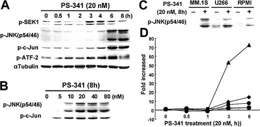 Fig. 2. PS-341 induces JNK activation and HSP gene expression. / (A) PS-341 induces the phosphorylation of JNK, upstream molecule SEK1, and downstream targets c-Jun and ATF-2, in MM.1S cells in a time-dependent fashion. Immunoblotting with anti–α-tubulin antibody confirms equal protein loading. (B) PS-341 induces the phosphorylation of JNK and c-Jun in dose-dependent fashion. (C) PS-341 induces the phosphorylation of JNK in MM.1S, U266, and RPMI 8226 MM cell lines. (D) Gene microarray analysis demonstrates the up-regulation of HSP27 (♦), HSP40 (▪), HSP70 (▴), HSP90 (●), and HSP110 (○) mRNA in MM.1S cells treated with PS-341.