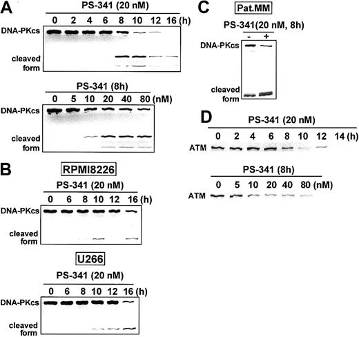 Fig. 4. Cleavage of DNA-PKcs and ATM induced by PS-341. / (A) PS-341-induces time- (upper panel) and dose- (lower panel) dependent DNA-PKcs cleavage in MM.1S cells. (B) Time-dependent DNA-PKcs cleavage is induced by PS-341 treatment in RPMI 8226 (upper panel) and U266 (lower panel) MM cell lines. (C) DNA-PKcs cleavage is also triggered by PS-341 treatment in purified patient MM cells. (D) PS-341 induces time- (upper panel) and dose- (lower panel) dependent ATM cleavage in MM.1S cells.