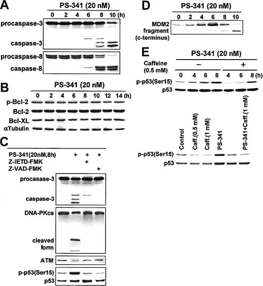 Fig. 5. Caspase inhibitors block PS-341–induced DNA-PKcs or ATM cleavage. / (A) PS-341 induces time-dependent caspase-3 and caspase-8 cleavage in MM.1S cells. (B) PS-341 does not affect the phosphorylation of Bcl-2 or the protein expression of Bcl-2 and Bcl-xL. Immunoblotting with anti–α-tubulin antibody confirms equal protein loading. (C) Caspase-8 inhibitor Z-IETD-FMK and pan-caspase inhibitor Z-VDD-FMK protect against the PS-341–induced cleavage of DNA-PKcs and ATM and the phosphorylation of p53 through the inhibition of caspase-3 cleavage. (D) PS-341 induces time-dependent MDM2 protein cleavage in MM.1S cells. (E) Caffeine inhibits PS-341–triggered phosphorylation of p53 in a time- (upper panel) and dose- (lower panel) dependent fashion in MM.1S cells.