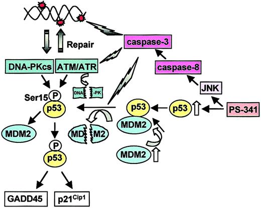 Fig. 6. Mechanism of action of PS-341–induced apoptosis. / PS-341 induces the up-regulation of p53 by the inhibition of UPP. Up-regulated p53 in turn induces MDM2 protein, which binds to p53 as a negative regulator of p53. JNK activates caspase-8 and caspase-3. Activation of caspase-3 induces DNA damage, which induces p53 (Ser15) phosphorylation. Phosphorylation of p53 by DNA-PKcs, ATM/ATR, or both and degradation of MDM2 by caspase-3 trigger the dissociation of MDM2/p53 binding. Furthermore, the activation of caspase-3 cleaves DNA-PKcs and ATM/ATR proteins, resulting in impaired DNA repair.