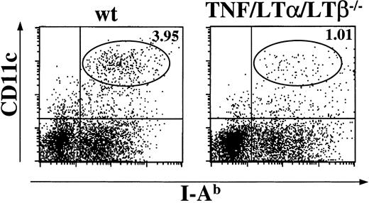 Fig. 1. The number of DCs is reduced in the spleen of TNF/LTα/LTβ−/− mice. / Spleens were taken from naive wt or TNF/LTα/LTβ−/−mice and homogenized after collagenase and DNAase treatment. Cells were stained with FITC-conjugated anti–I-Ab mAb and PE-conjugated anti-CD11c mAb. The percent of events in oval area of each dot plot is indicated. Data from 1 of 4 representative experiments are shown.