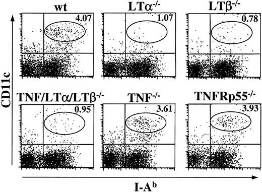 Fig. 7. The number of splenic DCs is reduced in LTα−/−, LTβ−/−, and TNF/LTα/LTβ−/− mice, but normal in TNF−/− and TNFRp55−/− mice. / Spleens were taken from indicated strains of naive mice and homogenized after collagenase and DNAase treatment. Cells were stained with FITC-conjugated anti–I-Ab mAb and PE-conjugated anti-CD11c mAb. The percent of events in the oval area of each dot plot is indicated. Data from 1 of 4 representative experiments are shown.