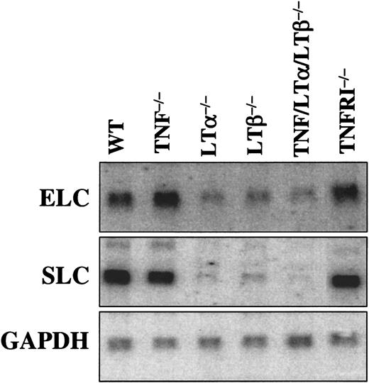 Fig. 8. Expression of CCR7 ligands in spleen is associated with LT-LTβR, but not TNF-TNFRp55 signaling. / Northern analysis is described in “Materials and methods.” GAPDH gene was use as a loading control. The LTβR−/− mice produced chemokine mRNA levels similar to LTα−/− and LTβ−/− (data not shown).