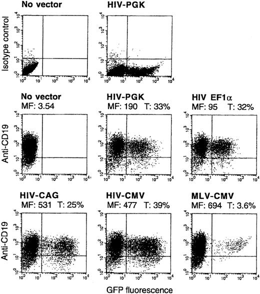 Fig. 2. Comparison of HIV vectors expressing GFP under the control of PGK, EF1-α, CAG, or CMV promoters and of an MLV vector with the CMV promoter. / B cells were transduced and analyzed as in Figure 1B, in parallel with the indicated vectors (MOI, 10). In the FACS 2D plots, the y-axis represents cells stained by anti-CD19 or isotype control. Mean fluorescence of nontransduced cells or of the GFP+ fraction of transduced cells (MF) and percentages of GFP+ among CD19+ cells (T) are indicated. CD19low cells are usually more differentiated, plasmocytic cells in this culture system.