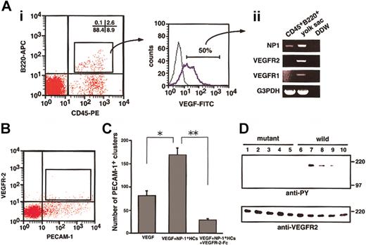 Fig. 2. CD45+ cells isolated from the fetal liver bind VEGF165 and phosphorylate VEGFR-2 on ECs. / (A) Cells obtained from an E12.5 fetal liver were stained with anti-CD45–PE and anti-B220–APC and analyzed by flow cytometry. Some cells (2.6%) were positively stained by both antibodies (i), and sorted CD45+B220+ cells were then stained with VEGF-biotin and streptavidin-FITC. Many of the cells shifted to the right (blue line; positive cells). Fifty percent (50%) of the cells over the negative gate (i; right histogram) expressed NP-1 alone among VEGF165 receptors (ii). (B) E12.5 embryos were dissociated and stained with PE-conjugated anti–PECAM-1 and biotin-conjugated anti–VEGFR-2 mAbs. Biotin was developed to avidin-allophycocyanin. PECAM-1+VEGFR-2+ cells indicated by the box were sorted by using FACS Vantage. (C) PECAM-1+VEGFR-2+ cells were cultured with OP9 cells in the presence or absence of VEGF, NP-1+ HCs, and VEGFR-2–Fc. The number of PECAM-1+ endothelial clusters was scored. *P, **P < .05. (D) Cell lysates of PECAM-1+VEGFR-2+ cells that had been stimulated by various factors or cells were immunoprecipitated with anti–VEGFR-2 antibody and then subjected to Western blotting using an antiphosphotyrosine mAb (anti-PY). The PECAM-1+VEGFR-2+ cells were incubated with the CD45+ cells from fetal livers of NP-1 mutant (lanes 1-5) or wild-type (lanes 6-10) embryos with or without the indicated factors in each lane; no factor (lanes 1, 6); 10 ng/mL VEGF (lanes 2, 7); 10 ng/mL VEGF plus 20 μg/mL NP-1 Flag (lanes 3, 8); 10 ng/mL VEGF plus 300 ng/mL SemaIIIA (lanes 4, 9); 10 ng/mL VEGF plus 1 μg/mL anti-VEGF neutralizing antibody (lanes 5, 10). Phosphorylation of VEGFR-2 was induced by the addition of CD45+NP1+ cells mixed with 10 ng/mL VEGF (lane 7), and it was specifically blocked by NP-1 Flag or SemaIIIA or anti-VEGF neutralizing antibody (lanes 8-10). The addition of CD45+NP1− cells mixed with VEGF barely induced phosphorylation of VEGFR-2 on ECs (lane 2). “wild” indicates cells from the wild type, and “mutant” indicates cells from the mutant embryo of NP-1 from the same litter.