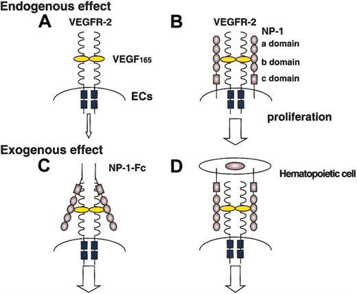 Fig. 7. Effect of NP-1 expressed on ECs and non-ECs on the proliferation of ECs. / The proliferation of ECs expressing NP-1 together with VEGFR-2 (B) is enhanced compared with that of ECs expressing VEGFR-2 alone (A). Soluble clustered NP-1 effectively enhances the signaling of VEGFR-2 (C). These findings suggest that hematopoietic cells expressing NP-1 also enhance the signaling of VEGFR-2 on ECs (D).