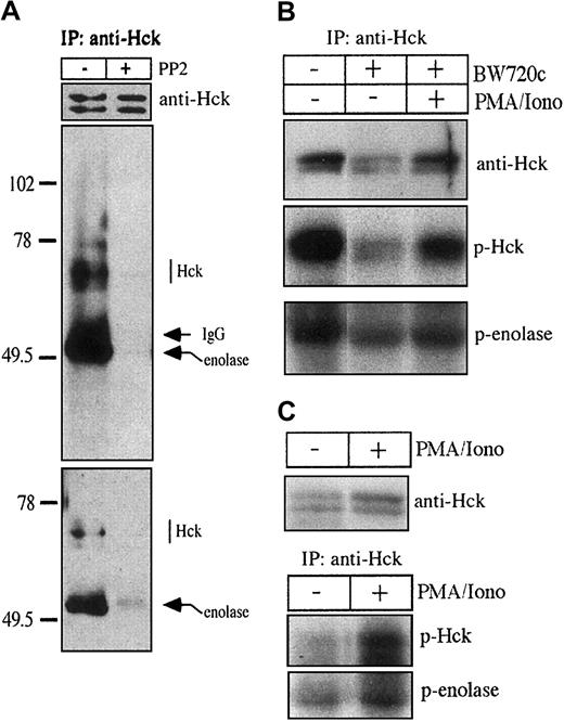 Fig. 2. Hck activity is markedly different in untreated versus cured TpM409 cells and in resting versus stimulated bovine B cells. / (A) Kinase activity of Hck immunoprecipitated (IP) from total TpM409 extracts was determined by in vitro kinase assays. Endogenous tyrosine phosphorylation status of Hck was investigated by performing kinase assays with (+) or without (−) 10 μM Src kinase inhibitor PP2. In the absence of PP2, Hck phosphorylates the enolase substrate (middle panel). Antiphosphotyrosine Western blotting of the kinase assay products (bottom panel) shows that Hck is only poorly tyrosine phosphorylated in the absence of in vitro kinase activity. Equal loading was confirmed by Western blot using Hck-specific antibodies (top panel). (B) Hck kinase activity immunoprecipitated from 2 × 107 untreated, BW720c-cured TpM409 cells or cured TpM409 cells stimulated for 24 hours with PMA/ionomycin was determined as in panel A (p-Hck, autophosphorylated Hck; p-enolase, phosphorylated enolase). (C) Hck kinase activity immunoprecipitated from 1.5 × 108 resting B cells or the same number of B cells stimulated for 24 hours with PMA/ionomycin was determined as described in panel A. A comparable quantity of Hck is expressed in resting or stimulated B cells (top panel), whereas stimulation increases Hck kinase activity (bottom panel).