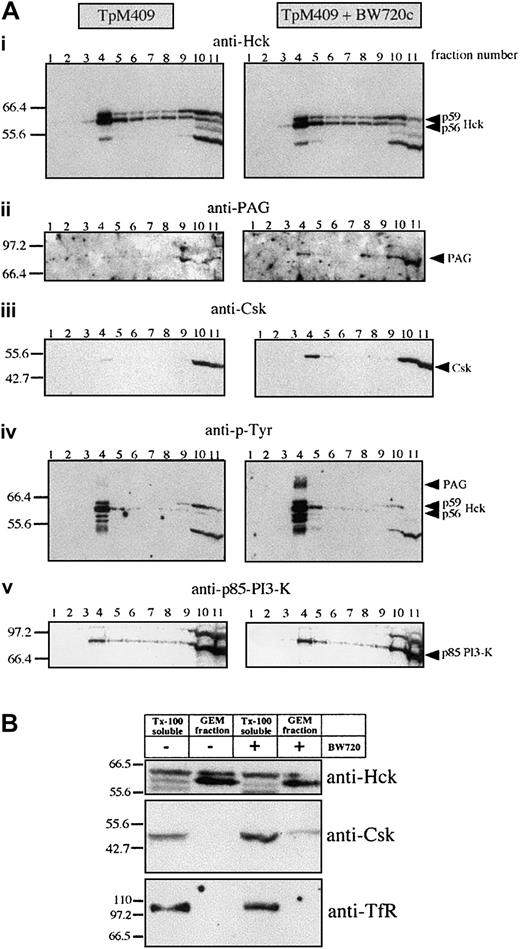 Fig. 4. Parasite-dependent exclusion of Csk from Hck-positive GEMs. / (Ai-v) GEMs were isolated from untreated or BW720c-cured TpM409 cells by Tx-100 solubilization and sucrose gradient centrifugation. Eleven fractions of the sucrose gradient were analyzed by Western blotting. The GEMs concentrate mainly in fraction 4, whereas Tx-100–soluble material accumulates in fractions 10 and 11. The antibodies used for Western blotting are indicated at the top of each panel (identical membrane was used for each panel shown). (B) GEM fractions are free of plasma membrane marker-transferrin receptor (TfR): Fractions 4 (GEM fraction) and 11 (Tx-100 soluble) were probed with anti-Hck (top), Csk (middle), and TfR (bottom).