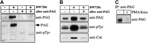 Fig. 5. Tyrosine-phosphorylated PAG recruits Csk in cured cells. / (A) Crude membrane extracts or membrane extracts after passing through anti-PAG immunosorbent from untreated or BW720c-treated TpM409 cells were prepared and probed by Western blotting with antibodies directed against PAG/Cbp (top) and against phosphotyrosine (bottom). (B) PAG was immunoprecipitated from membrane extracts of untreated or BW720c-treated TpM409 cells, and PAG abundance (top), tyrosine phosphorylation (middle), and Csk association (bottom) were determined by Western blotting. (C) Increased PAG expression in resting B cells is reverted by growth stimulation: PAG was immunoprecipitated from bovine B cells or bovine B cells stimulated with PMA/ionomycin for 4 hours and probed by Western blotting with anti-PAG antibodies.