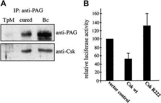 Fig. 6. Parasite death leads to Csk recruitment to GEMs, which accounts for down-regulation of AP-1 transactivation. / (A) PAG was immunoprecipitated from lysates of untreated TpM409 (TpM), of cured cells (cured), or of resting B cells (Bc) and probed by Western blotting with anti-PAG (top) and anti-Csk (bottom) antibodies. (B) TpM409 cells were cotransfected with wild-type (wt) Csk, or a kinase-dead mutant of Csk (R222), together with the 3xTRE-luciferase AP1 reporter construct. Effects of transient expression of wt Csk and CskR222 on AP-1 activation were assayed by monitoring luciferase activity in lysates of transfected cells. Percentage of luciferase activity and standard deviation relative to vector control of 3 experiments is shown.