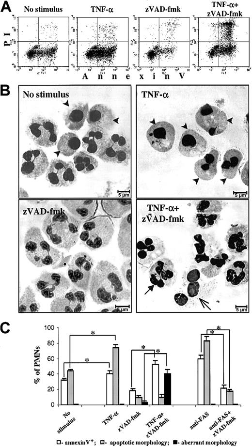 Fig. 1. Death of PMNs. / (A-B) PMNs were cultured for 6 hours without additions, with 20 ng/mL TNF-α, with 150 μM zVAD-fmk, or with the combination of these agents, and cell death was assessed (A) by FACScan analysis of annexin-V–FITC/PI staining and (B) by morphologic examination of cytospins stained with May-Grünwald-Giemsa stain (for quantitative data see C). Arrowheads indicate PMNs that have undergone spontaneous or TNF-α–induced apoptosis with typical apoptotic morphology; closed and open arrows depict PMNs with aberrant morphology appeared after TNF-α/zVAD-fmk treatment (see “Results” for details). (C) Quantitative data obtained by FACScan analysis and cytospin evaluation of PMNs treated for 6 hours under the conditions as indicated. Dosage of additions: TNF-α and zVAD-fmk, as indicated for A and B; anti-Fas monoclonal Abs, 500 ng/mL. *P < .05. Data represent means ± SEM of 4 to 8 separate experiments performed in duplicate.