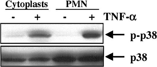Fig. 6. p38 MAP kinase phosphorylation in cytoplasts. / Freshly isolated cytoplasts or fresh PMNs were treated for 10 minutes with control medium or with 20 ng/mL TNF-α. Thereafter, whole cell lysates were prepared and subjected to SDS-PAGE. Western blot was performed with monoclonal Abs that specifically recognized the phosphorylated form of p38 (top panel). Reprobing with anti–total p38 monoclonal Abs (bottom panel), which recognizes p38 regardless of its phosphorylation state, gives an estimation of the equal protein loading. Results are representative of 4 independent experiments.