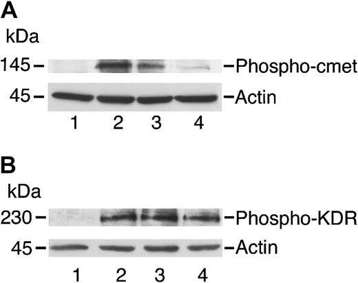 Fig. 2. Angiostatin inhibits phosphorylation of c-met by HGF in HUVECs. / HUVECs were cultured in serum-free medium as described in “Materials and methods,” then stimulated with HGF (10 ng/mL; panel A) or with VEGF (10 ng/mL; panel B) for 5 minutes prior to preparation of cell lysates. The lysates were separated by SDS-PAGE and subjected to immunoblotting. (A) Immunoblotting for Phospho–c-met: lane 1 indicates control cells; lane 2, cell lysates after stimulation with HGF (10 ng/mL); lane 3, cells treated with HGF and angiostatin (1 μM); and lane 4, cells treated with HGF and angiostatin (3 μM). (B) Immunoblotting for Phospho-KDR: lane 1 indicates control cells; lane 2, cell lysates after stimulation with VEGF (10 ng/mL); lane 3, cells treated with VEGF and angiostatin (1 μM); and lane 4, cells treated with VEGF and angiostatin (3 μM). Angiostatin inhibited the phosphorylation of c-met induced by HGF but did not inhibit KDR phosphorylation induced by VEGF. Blots were stripped and re-probed for actin as a loading control.