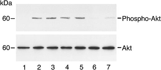 Fig. 7. Plasminogen does not inhibit HGF-induced phosphorylation of Akt. / HUVECs in serum-free medium were unstimulated or treated with HGF for 5 minutes with or without plasminogen at varying concentrations. Lane 1 is control (unstimulated cells); lane 2, HGF (10 ng/mL); lanes 3-5, HGF (10 ng/mL) plus plasminogen, at 0.5μM (lane 3), 1.0 μM (lane 4), and 3 μM (lane 5); lane 6, plasminogen at 3 μM without HGF; lane 7, HGF (10 ng/mL) and angiostatin (3 μM). Cell lysates were prepared for immunoblotting to detect phospho-AKT, then total AKT (after stripping).