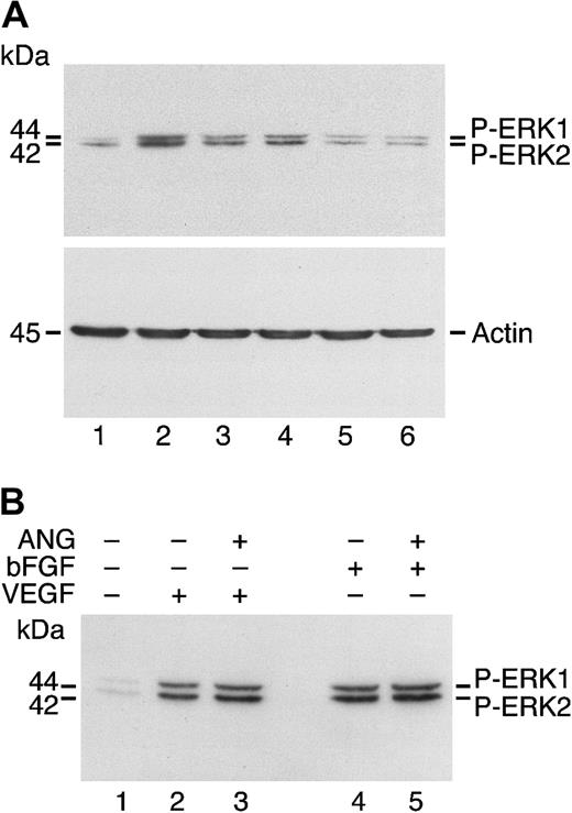 Fig. 8. Angiostatin inhibits ERK1/2 phosphorylation induced by HGF but not by VEGF or bFGF. / (A) HUVECs in serum-free medium were stimulated with HGF (10 ng/mL) for 5 minutes with or without angiostatin at varying concentrations. Lane 1 is control (unstimulated cells); lane 2, HGF (10 ng/mL); lanes 3-6, HGF (10 ng/mL) plus angiostatin, at 0.5 μM (lane 3), 1.0 μM (lane 4), 2.0 μM (lane 5), and 3.0 μM (lane 6). (B) HUVECs in serum-free medium were unstimulated (lane 1) or treated with VEGF (50 ng/mL) in the absence (lane 2) or presence (lane 3) of angiostatin (ANG; 5 μM). Similarly, treatment with bFGF, 25 ng/mL (lane 4), resulted in ERK1/2 phosphorylation that was not inhibited by angiostatin (5 μM, lane 5).