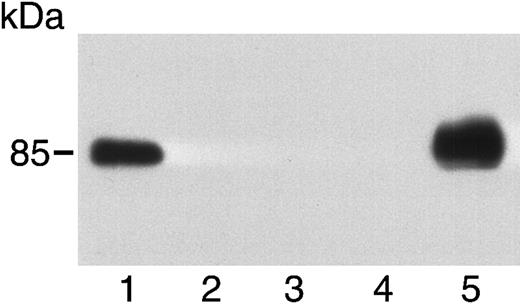 Fig. 12. Soluble c-met is produced by some tumor cell lines. / Medium from A431 cells (lane 1), MCF-7 cells (lane 2), S180 cells (lane 3), BT474 cells (lane 4), and A549 cells (lane 5) was concentrated and immunoblotted using an antibody to the β chain of c-met. Only A431 and A549 cells produce soluble c-met.