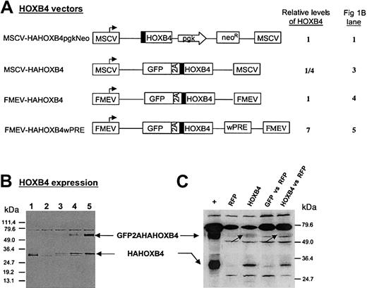 Fig. 1. Retroviral vectors mediating different levels of HOXB4 expression. / (A) Schematic presentation of MSCV- and FMEV-based retroviral vectors used for HOXB4 expression in this study. The cotranslational separation activity of the 2A-sequence of foot-and-mouth disease virus (FMDV) enables concordant expression of GFP and hemagglutinin epitope–tagged (▪) HOXB4 at constant molar ratios. Pgk indicates phosphoglycerate kinase promotor; neo, neomycin resistance gene; wPRE, posttranscriptional regulatory element of the woodchuck hepatitis virus. (B) Quantification of ectopically expressed HOXB4 protein in K562 cells that were transduced with the retroviral vectors presented in panel A with the use of an MOI of less than 1. The vector MSCV-GFP31 was used as negative control (lane 2). Transduced cells were either selected with the use of G418-containing medium (lane 1) or sorted to greater than 90% GFP+ cells (lane 2-5). Crude extracts were separted by sodium dodecyl sulfate–polyacrylamide gel electrophoresis (SDS-PAGE), and HAHOXB4 proteins were detected immunologically by means of an anti-HA antibody. The relative levels of HOXB4 expression presented in panel A for each vector were determined by quantifying HAHOXB4-specific signal intensities by scanning densitometry as described in “Materials and methods.” (C) Detection of ectopic HOXB4 expression in human colony-forming cells. Crude extracts of human CFCs, which were derived from the bone marrow of NOD/SCID mice that had received transplants (experiment 2, Tables 1 and2) were treated as described in panel B. HAHOXB4 protein was detected in CFCs derived from mice that had been injected with human FMEV-HAHOXB4wPRE–transduced CD34+ cells (lane 3 and 5), but not in progenitors obtained from mice that either had received transplants of RFP-transduced CD34+ cells (lane 2) or had simultanously received injections of RFP and GFP control vector–transduced CD34+ cells (lane 4). Lane 1 (+): K562 extract corresponding to lane 5 in panel B as a positive control. Note that the GFP2AHAHOXB4 fusion protein (62 kDa; indicated by arrows) that was observed in transduced K562 cells is almost undectable in these primary human cells.
